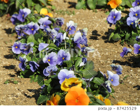 可愛い空色、オレンジ色の花はビオラの花 可愛い空色、オレンジ色の花はビオラの花 87425529