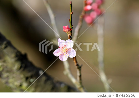 梅の花　紅冬至 87425556