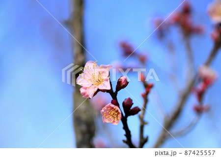 梅の花　紅冬至 87425557
