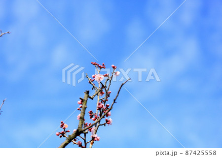 梅の花　紅冬至 87425558