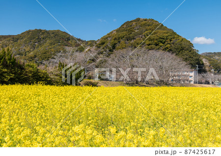 春の菜の花畑と青空 南伊豆町 春の菜の花畑と青空 南伊豆町 87425617