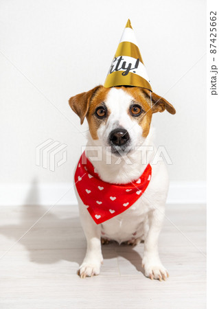 Jack Russell Terrier dog in party cap and red bandana around his neck sitting looking at camera on light background. Dog birthday, anniversary. Vertical poster with pet. 87425662