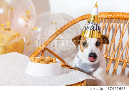 Funny dog on birthday hat at festive table with treat, licking, looking at camera. Let's party. Jack russell terrier in party hat. Birthday of pet. White and gold tones for holiday. Bone cookie cake. 87425663
