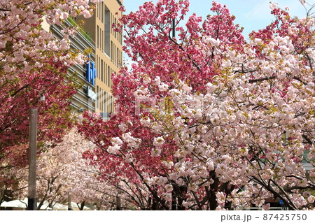 八重桜 87425750
