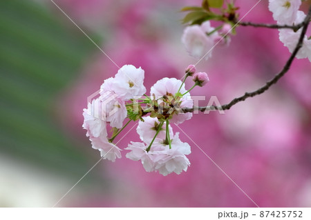 八重桜 八重桜 87425752