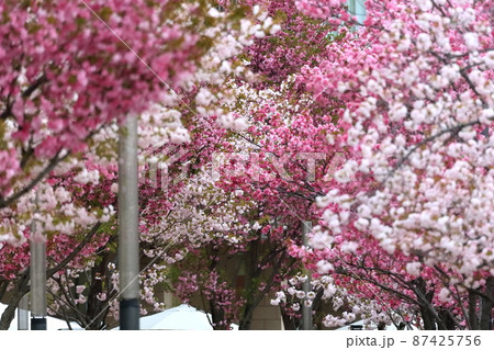 八重桜 八重桜 87425756