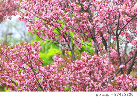 八重桜 87425806