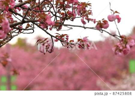 八重桜 八重桜 87425808