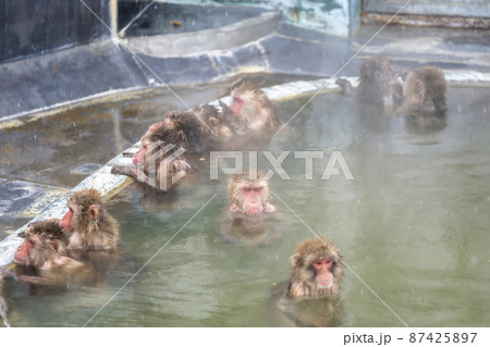 函館市熱帯植物園のニホンザル　北海道函館市 87425897