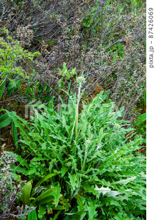 中国　青海省　甘白路登山口に咲くキク科トウヒレン属Saussurea przewalskii 87426069