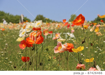 春の幸せを感じるポピーの花畑 87426466