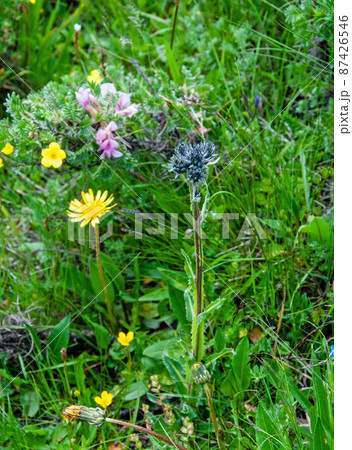 中国青海省久治県　桑赤山峠に咲くゴマノハグサ科クワガタソウ属Veronica ciliate 87426546