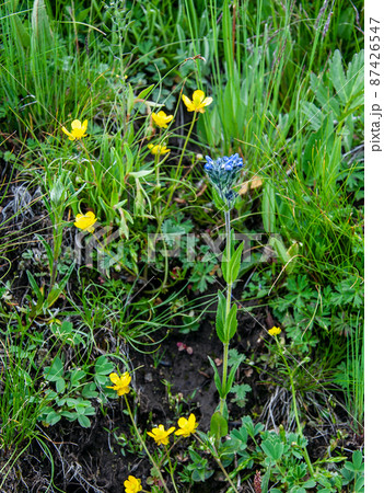 中国青海省久治県　桑赤山峠に咲くゴマノハグサ科クワガタソウ属Veronica ciliate 87426547