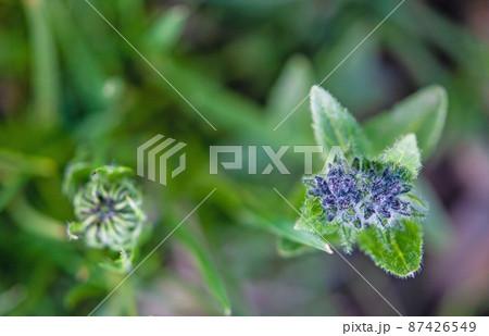 中国　青海省東部　徳啄山峠に咲くゴマノハグサ科クワガタソウ属Veronica ciliate 87426549