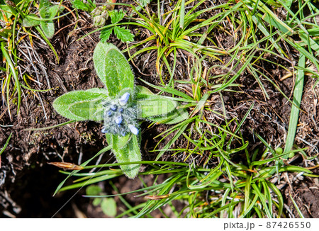 中国　青海省東部　満掌郷に咲くゴマノハグサ科クワガタソウ属Veronica ciliate 87426550