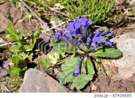中国　青海省　年保玉則山国家地質公園　仙女湖湖畔に咲くシソ科キランソウ属Ajuga ovalifol 87426685