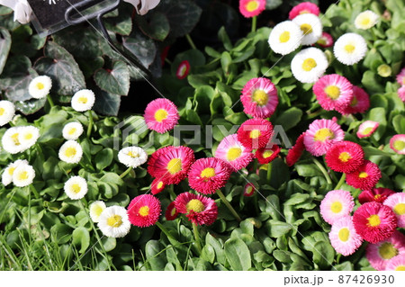 赤と白とピンクのデージー(ポンポンネット)の花の咲く風景 87426930
