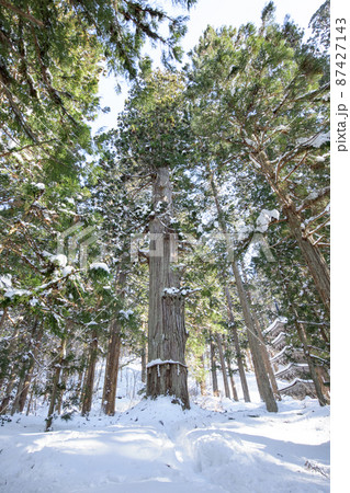 爺杉全容 冬の羽黒山 山形県 爺杉全容 冬の羽黒山 山形県 87427143