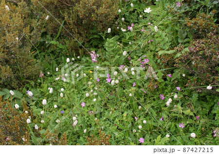 中国 四川省 四姑娘山鎮 海子溝に咲くタデ科イブキトラノオ属Bistorta macrophylla 中国 四川省 四姑娘山鎮 海子溝に咲くタデ科イブキトラノオ属Bistorta macrophylla 87427215