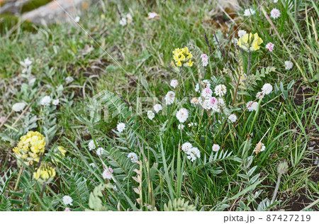中国　青海省　澤庫県の峠に咲くタデ科イブキトラノオ属Bistorta macrophylla 87427219
