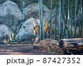 竹林から出てきた雄虎 87427352