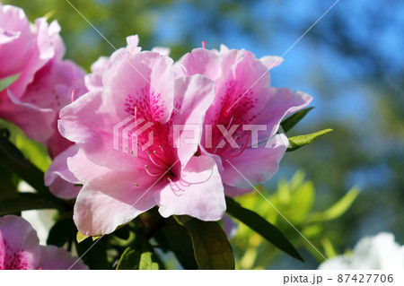 薄ピンク色のツツジの花 薄ピンク色のツツジの花 87427706