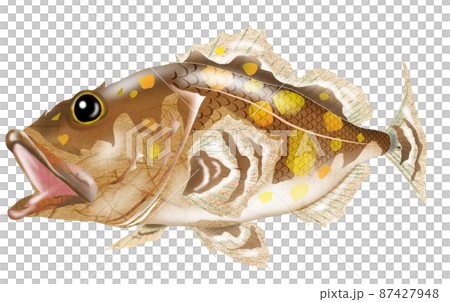 食べて美味しい魚カサゴ2のイラスト素材