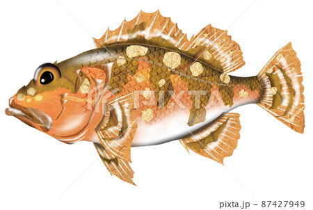 食べて美味しい魚カサゴ3 87427949