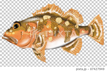 食べて美味しい魚カサゴ3 87427949