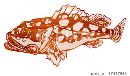 不細工でも美味しい魚カサゴのイラスト素材