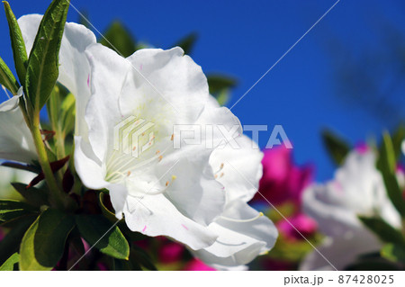 真っ白なツツジの花と青空 87428025