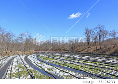 安曇野 早春の大王わさび農場 安曇野 早春の大王わさび農場 87428233