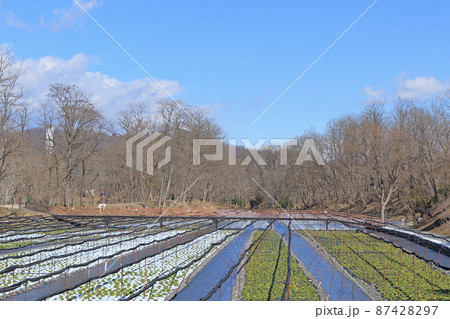 安曇野 早春の大王わさび農場 安曇野 早春の大王わさび農場 87428297