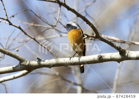 ジョウビタキ 87428459