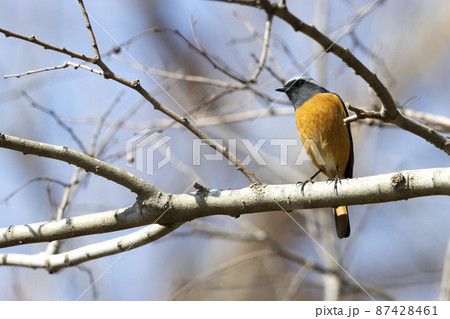 ジョウビタキ ジョウビタキ 87428461