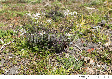 タネツケバナ 87428464