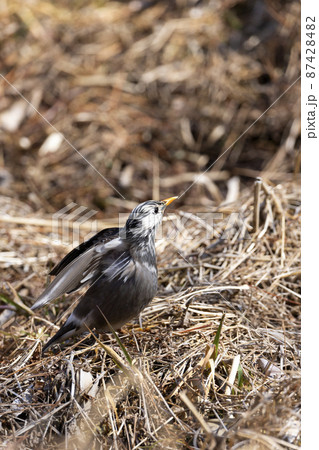 ムクドリ ムクドリ 87428482