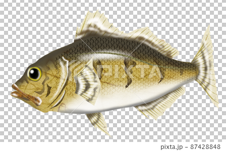 Spring announcement fish rockfish 87428848