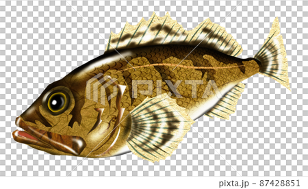 Classic rockfish for fishing 87428851
