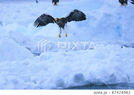 流氷原を飛翔するオオワシ(北海道羅臼にて) 流氷原を飛翔するオオワシ(北海道羅臼にて) 87428962