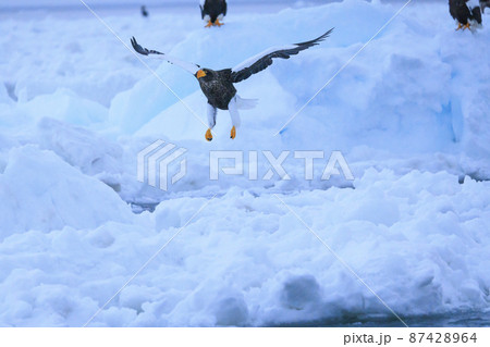 流氷原を飛翔するオオワシ(北海道羅臼にて) 流氷原を飛翔するオオワシ(北海道羅臼にて) 87428964