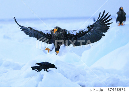 流氷原を飛翔するオオワシ（北海道羅臼にて） 87428971