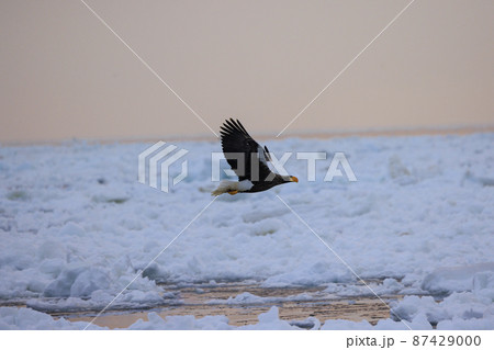 流氷原を飛翔するオオワシ(北海道羅臼にて) 流氷原を飛翔するオオワシ(北海道羅臼にて) 87429000