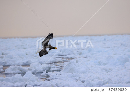 流氷原を飛翔するオオワシ（北海道羅臼にて） 87429020