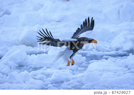 流氷原を飛翔するオオワシ(北海道羅臼にて) 流氷原を飛翔するオオワシ(北海道羅臼にて) 87429027