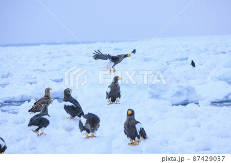 流氷原を飛翔するオオワシ（北海道羅臼にて） 87429037