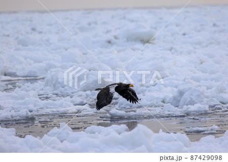 流氷原を飛翔するオオワシ(北海道羅臼にて) 流氷原を飛翔するオオワシ(北海道羅臼にて) 87429098