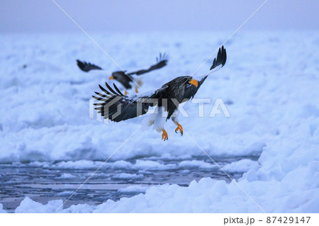 流氷原を飛翔するオオワシ(北海道羅臼にて) 流氷原を飛翔するオオワシ(北海道羅臼にて) 87429147