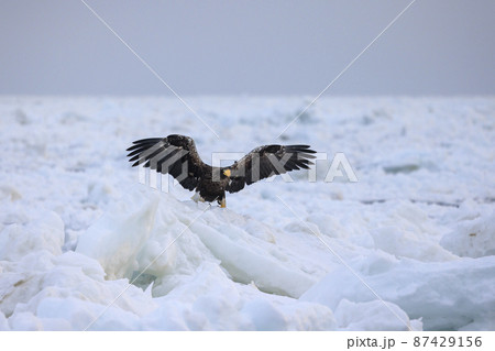 流氷原を飛翔するオオワシ（北海道羅臼にて） 87429156