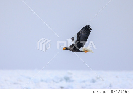 流氷原を飛翔するオオワシ(北海道羅臼にて) 流氷原を飛翔するオオワシ(北海道羅臼にて) 87429162